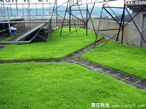 佛甲草图片 佛甲草图片