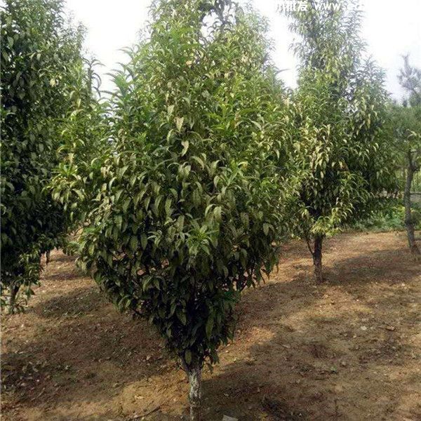 云南有种植碧桃的基地吗？