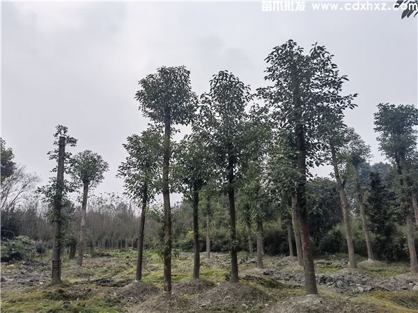 香樟树实拍图片