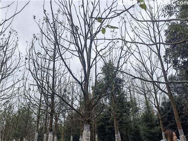 小叶香樟基地实拍图片