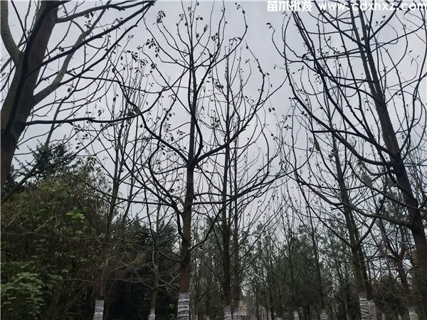 小叶香樟基地实拍图片