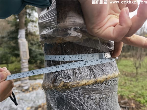 香樟树多少钱一棵?2022年最新香樟价格表