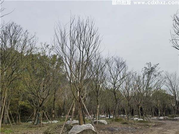 朴树图片 朴树图片