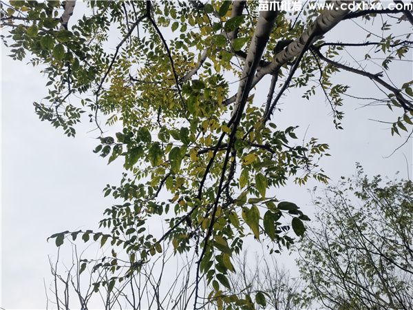朴树图片 朴树图片