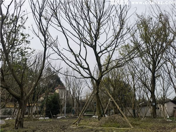 朴树图片 朴树图片