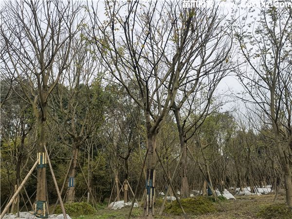 朴树图片 朴树图片