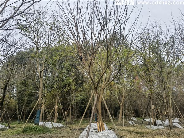 朴树图片 朴树图片