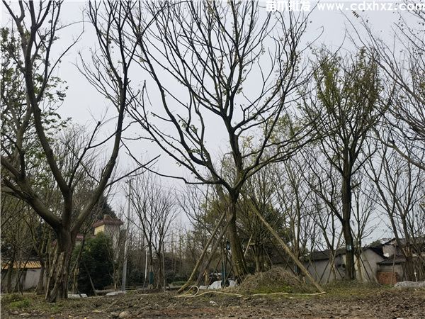 朴树图片 朴树图片