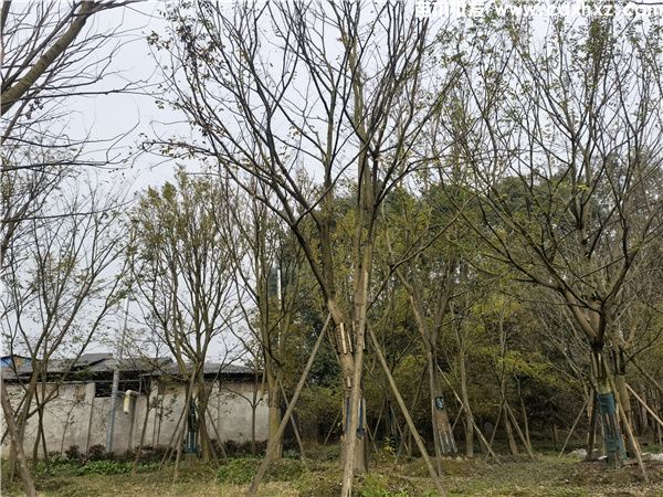 朴树图片 朴树图片