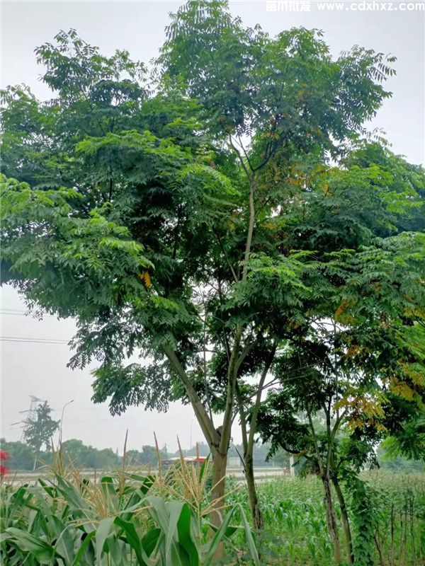 栾树基地实拍图片 栾树基地实拍图片