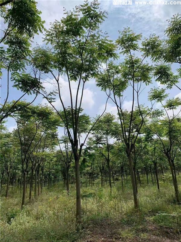 栾树基地实拍图片 栾树基地实拍图片