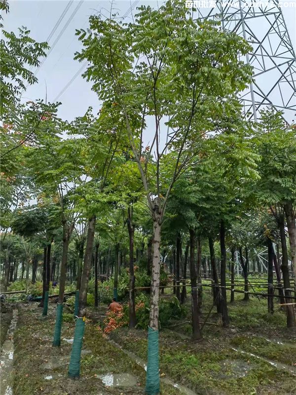 栾树基地实拍图片 栾树基地实拍图片