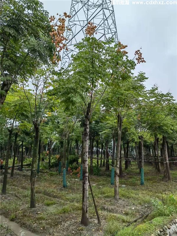 栾树基地实拍图片 栾树基地实拍图片