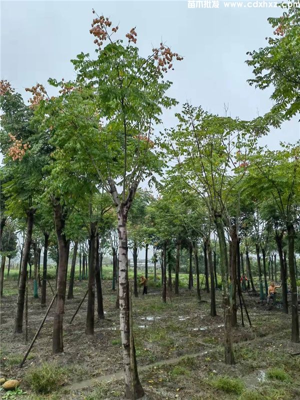 栾树基地实拍图片 栾树基地实拍图片