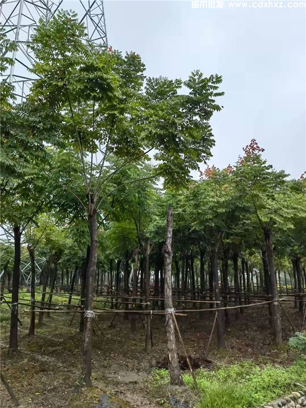 栾树基地实拍图片 栾树基地实拍图片