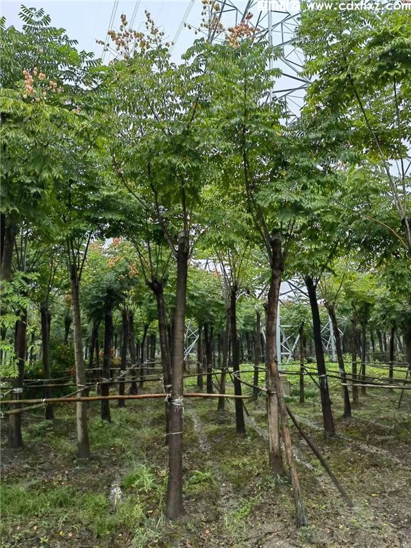 栾树基地实拍图片 栾树基地实拍图片