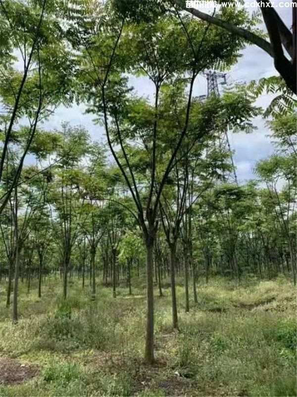 成都温江苗木基地 温江花木批发基地在哪? 成都温江苗木基地 温江花木批发基地在哪?