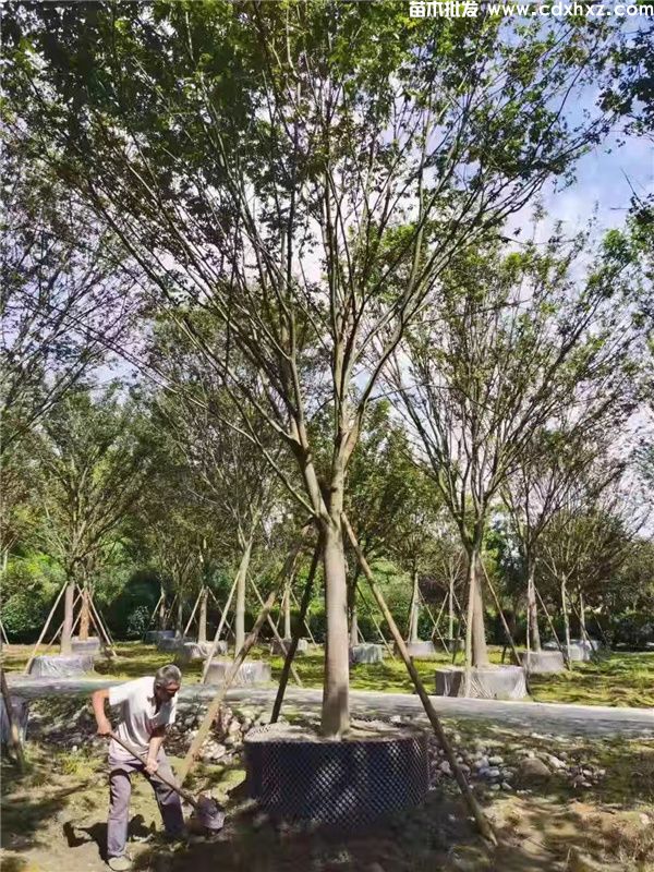 红榉树图片 红榉树图片