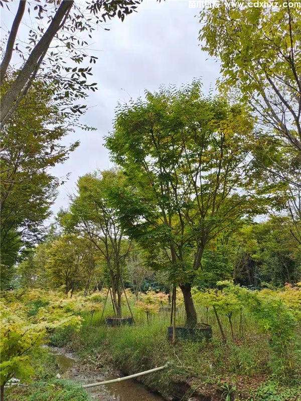 红榉树图片 红榉树图片