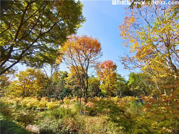 成都温江苗木基地 温江花木批发基地在哪? 成都温江苗木基地 温江花木批发基地在哪?