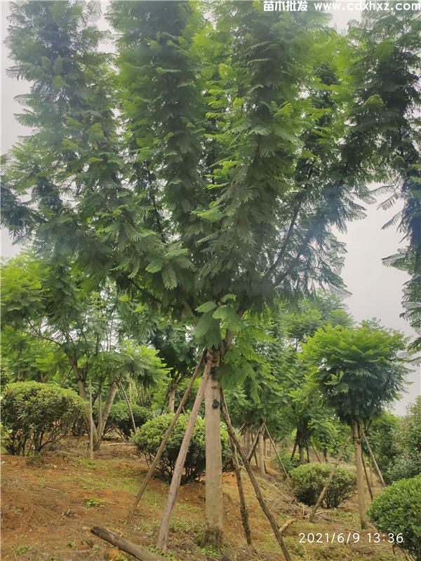 四川哪有蓝花楹批发? 四川哪有蓝花楹批发?