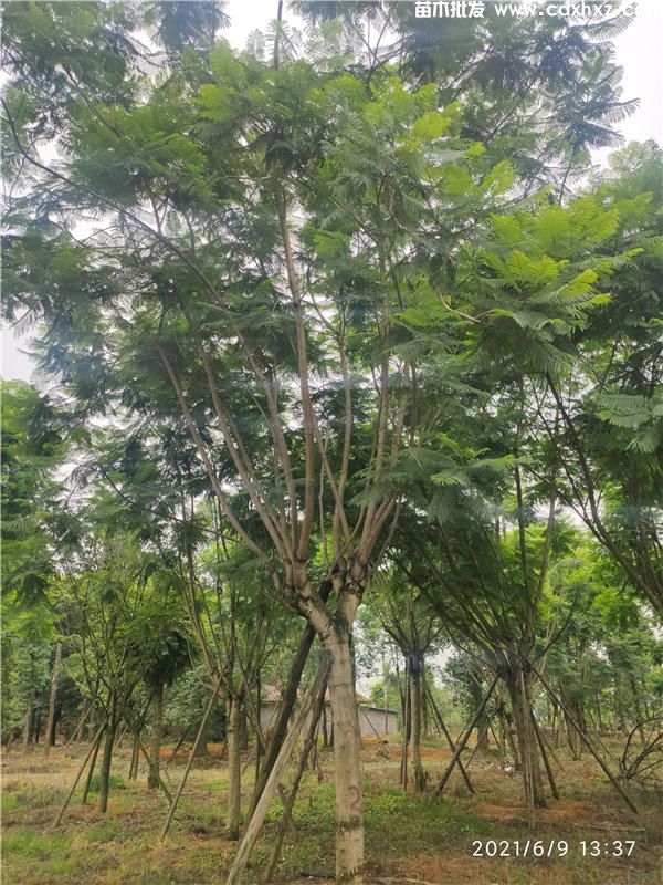 四川哪有蓝花楹批发? 四川哪有蓝花楹批发?