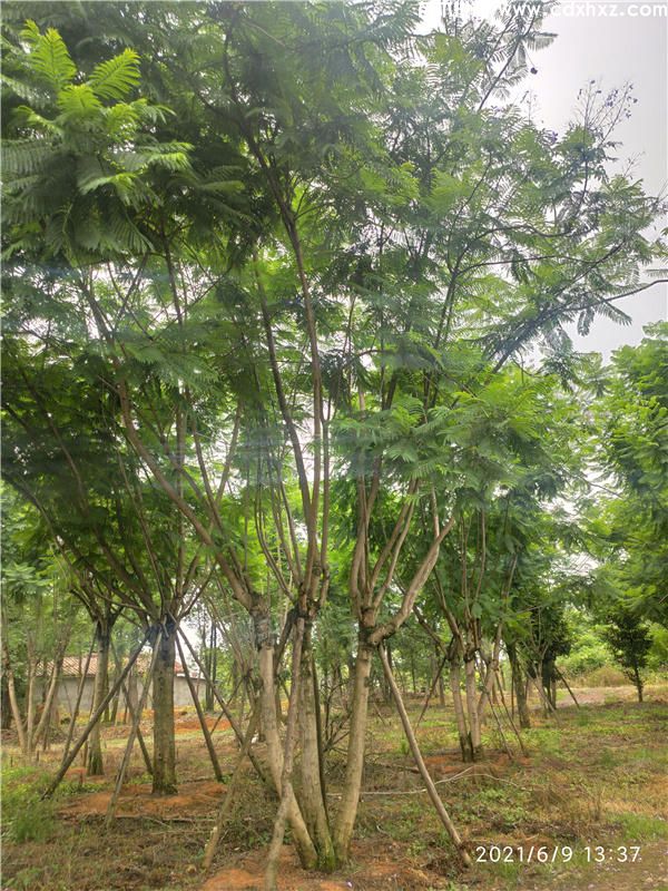 四川哪有蓝花楹批发? 四川哪有蓝花楹批发?