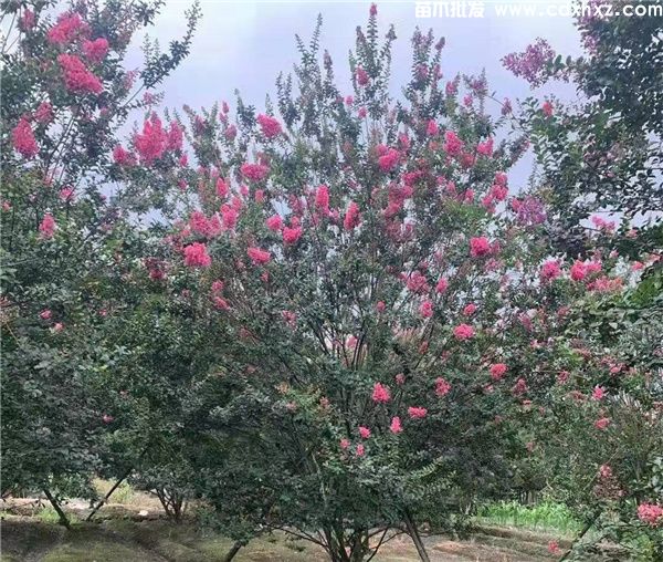 四川成都景观工程绿化苗木价格表 四川成都景观工程绿化苗木价格表