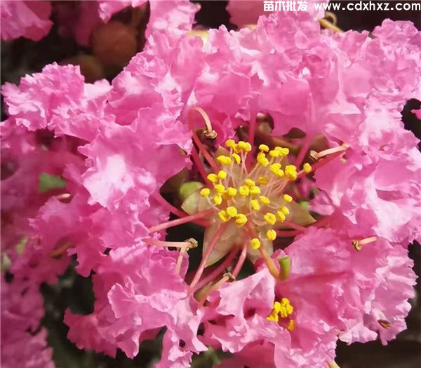 四川成都景观工程绿化苗木价格表 四川成都景观工程绿化苗木价格表