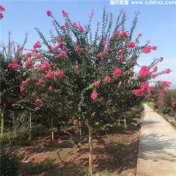 紫薇图片 紫薇图片