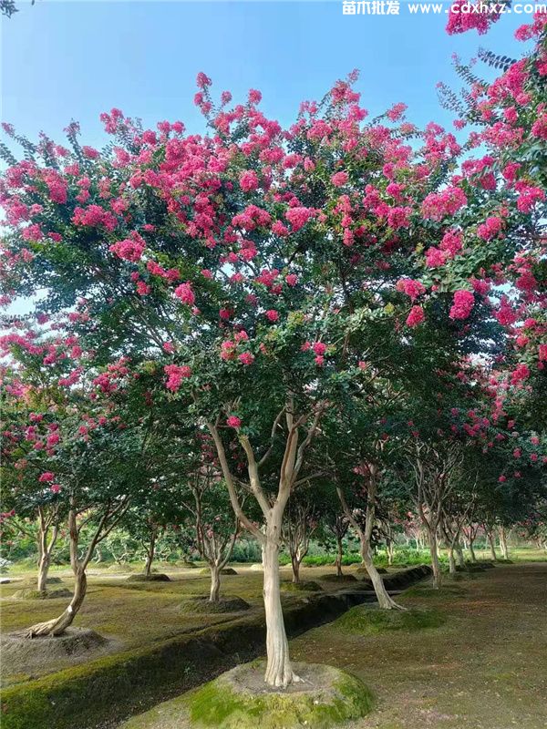 紫薇图片 紫薇图片