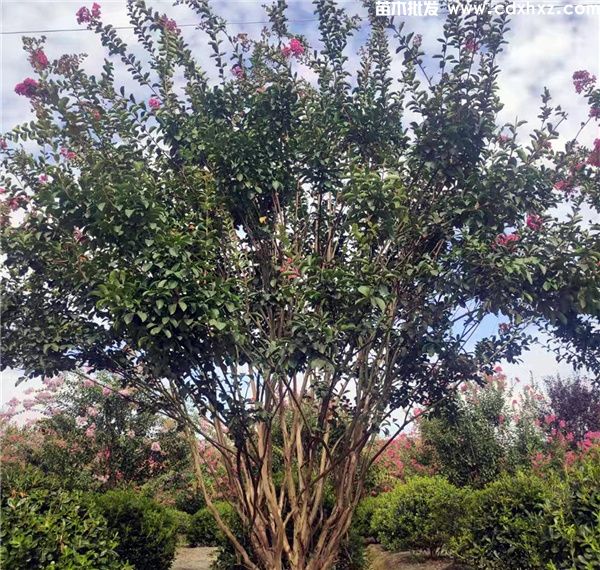 紫薇图片 紫薇图片