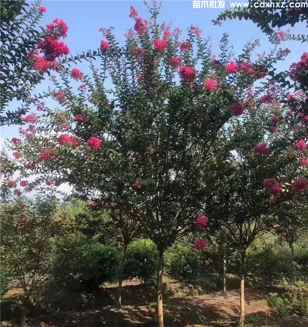 紫薇图片 紫薇图片