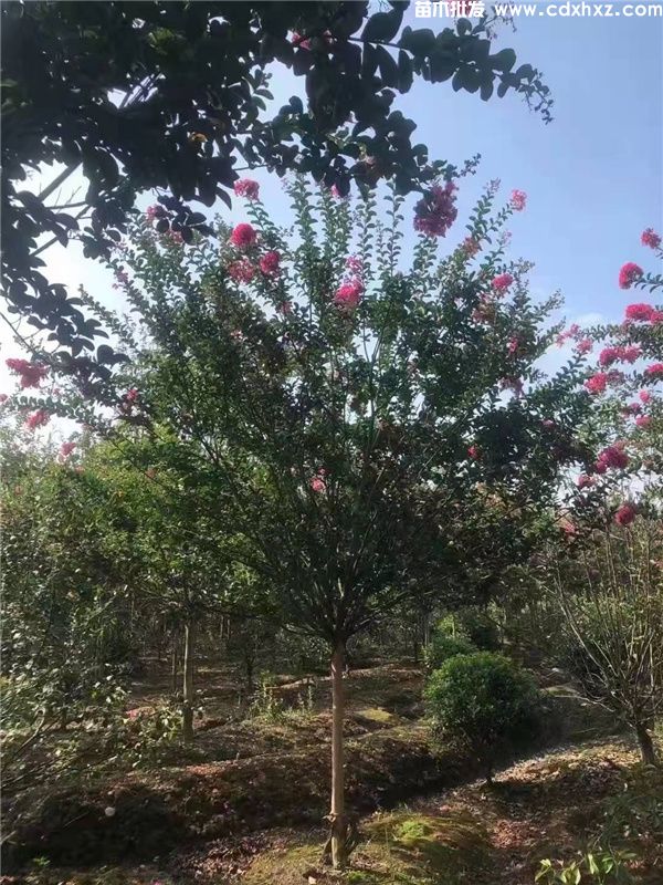 紫薇图片 紫薇图片