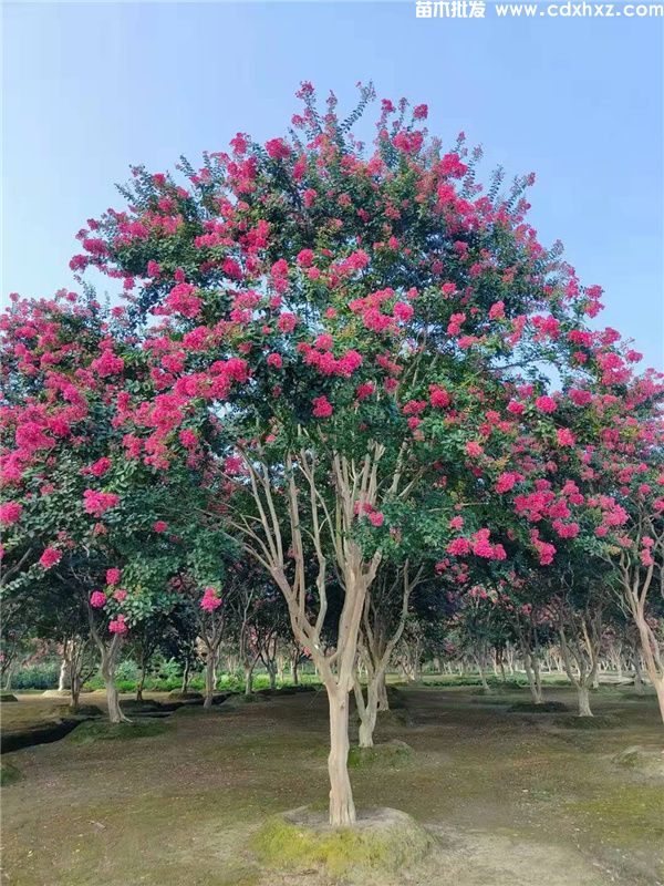 紫薇图片 紫薇图片