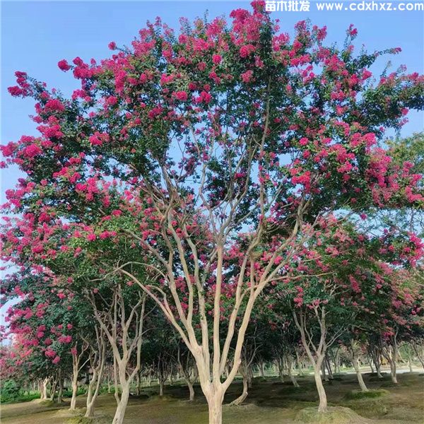 紫薇图片 紫薇图片