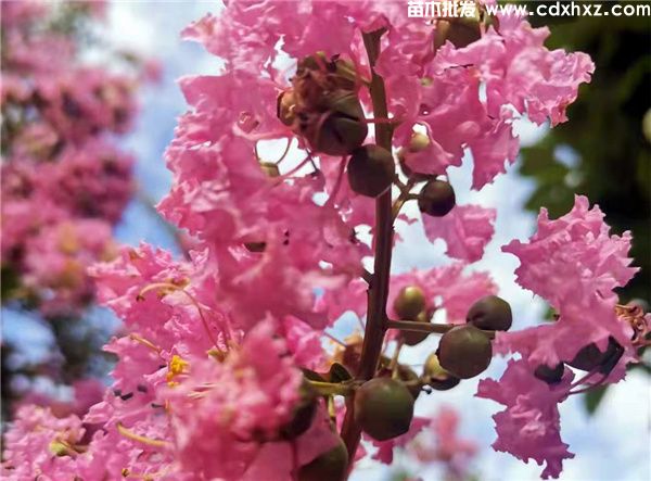 紫薇图片 紫薇图片