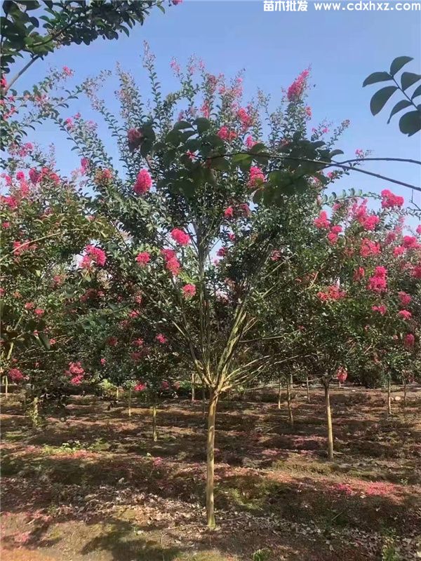 紫薇图片 紫薇图片