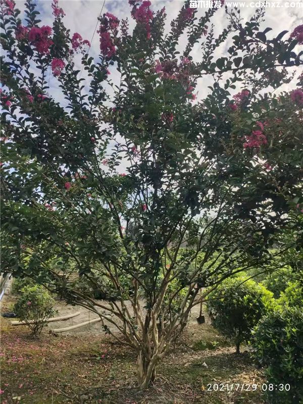 紫薇图片 紫薇图片