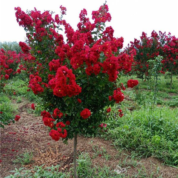 美国紫薇图片 美国紫薇图片