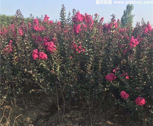 美国紫薇图片 美国紫薇图片