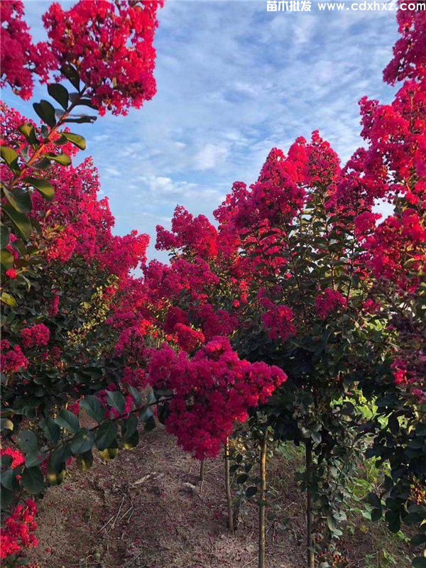 美国紫薇图片 美国紫薇图片