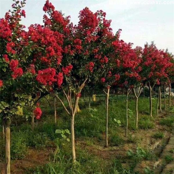 美国紫薇图片 美国紫薇图片