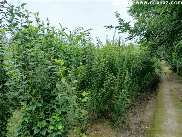 木槿图片 木槿图片