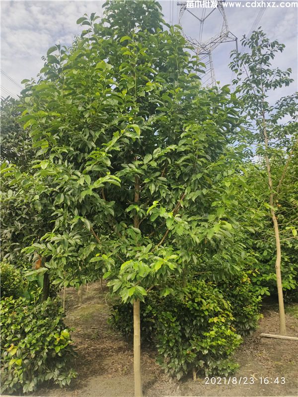 10公分乐昌含笑图片 10公分乐昌含笑图片