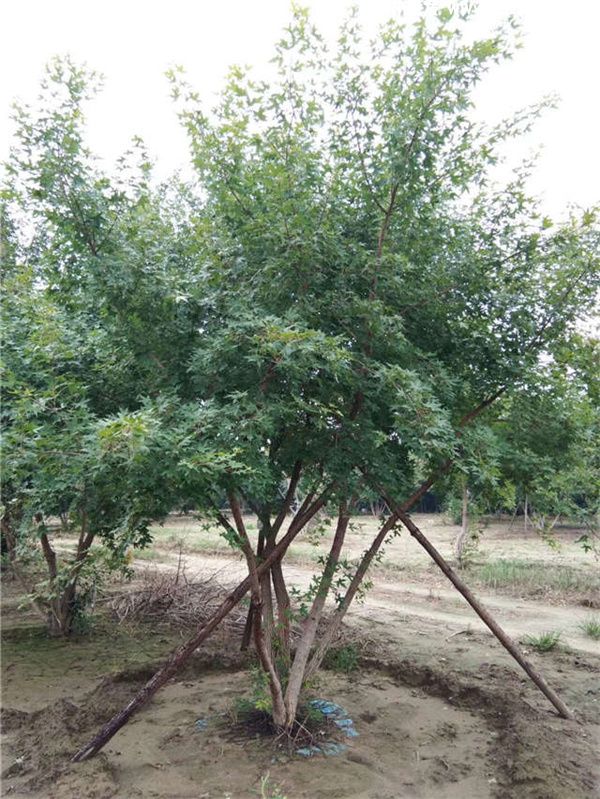 丛生五角枫图片 丛生五角枫图片