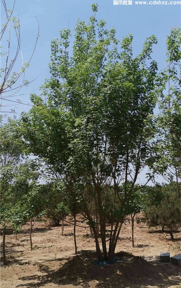 丛生五角枫图片 丛生五角枫图片