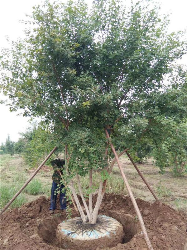 丛生五角枫图片 丛生五角枫图片