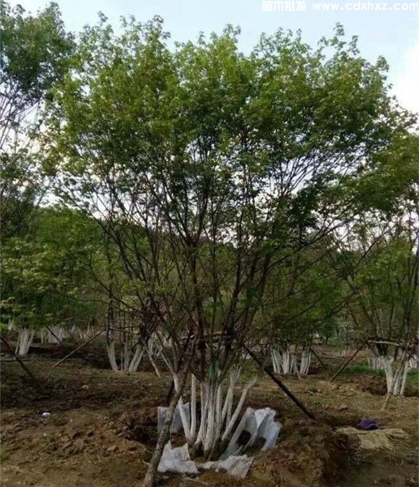 丛生五角枫图片 丛生五角枫图片