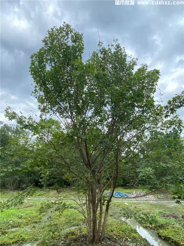 丛生元宝枫图片 丛生元宝枫图片